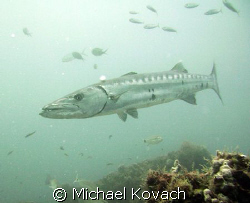 Another shot of a barracuda off the beach at Fort Lauderdale by Michael Kovach 